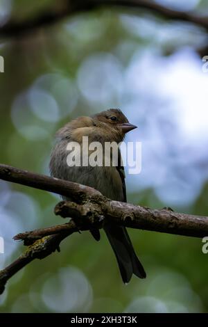 Der Chaffinch mit seinem farbenfrohen Gefieder und seinem unverwechselbaren Lied wurde auf einem Zweig im Father Collins Park in Dublin gesehen. Auf diesem Foto wird ITS aufgenommen Stockfoto