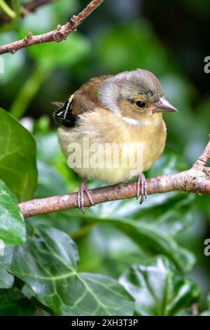 Der Chaffinch mit seinem farbenfrohen Gefieder und seinem unverwechselbaren Lied wurde auf einem Zweig im Father Collins Park in Dublin gesehen. Auf diesem Foto wird ITS aufgenommen Stockfoto