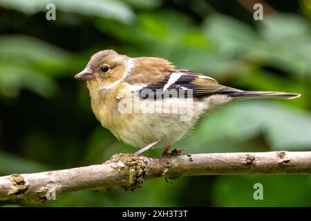 Der Chaffinch mit seinem farbenfrohen Gefieder und seinem unverwechselbaren Lied wurde auf einem Zweig im Father Collins Park in Dublin gesehen. Auf diesem Foto wird ITS aufgenommen Stockfoto