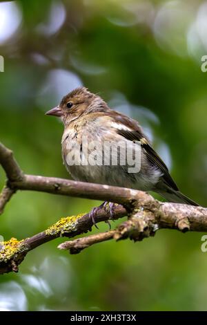 Der Chaffinch mit seinem farbenfrohen Gefieder und seinem unverwechselbaren Lied wurde auf einem Zweig im Father Collins Park in Dublin gesehen. Auf diesem Foto wird ITS aufgenommen Stockfoto