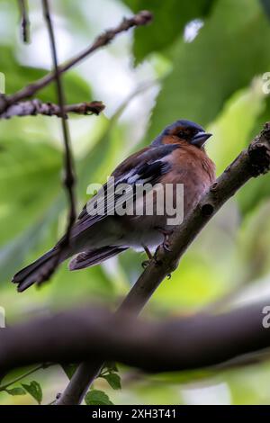 Der Chaffinch mit seinem farbenfrohen Gefieder und seinem unverwechselbaren Lied wurde auf einem Zweig im Father Collins Park in Dublin gesehen. Auf diesem Foto wird ITS aufgenommen Stockfoto