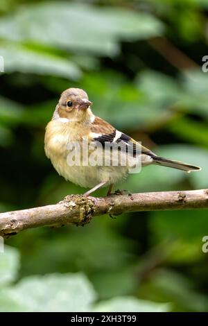 Der Chaffinch mit seinem farbenfrohen Gefieder und seinem unverwechselbaren Lied wurde auf einem Zweig im Father Collins Park in Dublin gesehen. Auf diesem Foto wird ITS aufgenommen Stockfoto