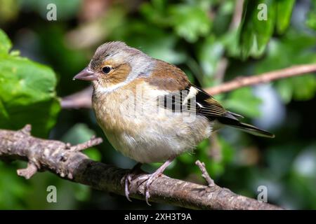 Der Chaffinch mit seinem farbenfrohen Gefieder und seinem unverwechselbaren Lied wurde auf einem Zweig im Father Collins Park in Dublin gesehen. Auf diesem Foto wird ITS aufgenommen Stockfoto