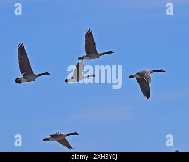 Eine Schar Kanadiengänse fliegen in Formation über den Alameda Creek in Union City, Kalifornien Stockfoto