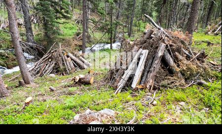 Der National Forest Service klärt den Sturz auf, um große Waldbrände zu verhindern. Sangre de Cristo Mountains, New Mexico Stockfoto