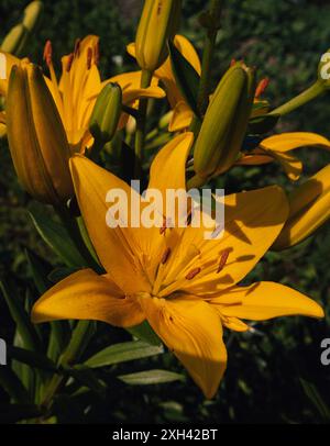 Wie ein Sonnenstrahl sah diese Lilie in dich. Gelbe Lilie passt perfekt zu den Sommerfarben. Stockfoto