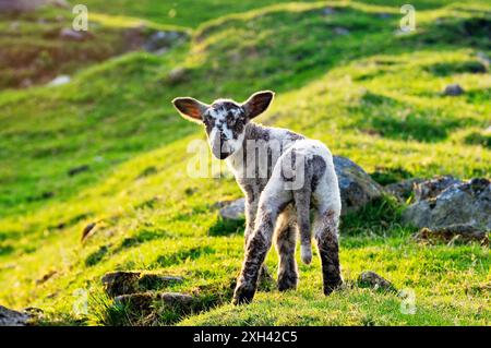 Frühlingslamm steht auf der Graswiese der englischen Bergfarm Stockfoto