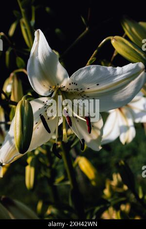 Eine weiße Lilienblume schaut auf den Boden. Um die Blume herum sind verzierte Knospen, die sich bald öffnen und wie ein Schmetterling sein werden, der sich aus einem verwandelt Stockfoto