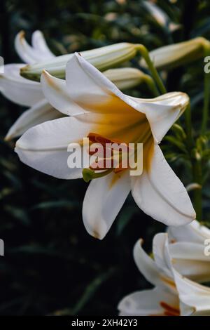 Blendend weiße, strahlende Kirchenlilie. Unbeschreibliche Schönheit, schillernde Schönheit, die edle Lilienblume mit ihrer Schönheit wird Ihnen das Gefühl geben, wie in einer Fee zu sein Stockfoto