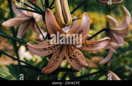 Spürst du den Duft dieser bezaubernden Blume durch diese Schönheit? Erstaunlich schöne Blumenfarben, die spielen und die Blume so ungewöhnlich machen. Stockfoto