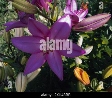 Rosa Schönheit von breiten Blumen, herrlicher Geruch. Die schönste Blume im Garten, die den Garten wie ein Märchen macht, sind Lilien. Stockfoto