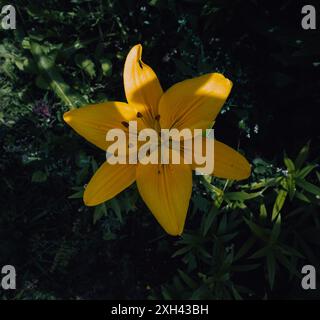 Eine bezaubernde gelbe, große Lilienblume. Sommer Schönheit im Garten, eine Welt der Farben blüht. Stockfoto