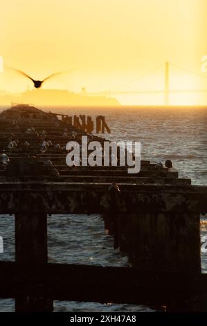 Auf einem Angelsteg ruhen Möwen auf die Golden Gate Bridge in San Francisco und beobachten den Sonnenuntergang. Stockfoto