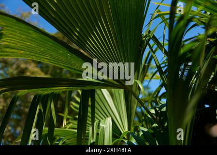 Panama-Hutpflanze oder Toquilla-Palme, Carludovica palmata, eine palmenartige Pflanze, die in Mittel- und Südamerika angebaut wird, um ihre Fasern zum Weben von zu verwenden Stockfoto