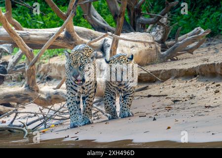 Jaguar und Junges, die auf einem Flussufer im Pantanal laufen Stockfoto