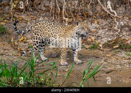 Jaguar steht auf einem Flussweg im Pantanal Stockfoto