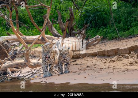 Jaguar und Junges, die auf einem Flussufer im Hintergrund des toten Pantanal-Baumes laufen Stockfoto