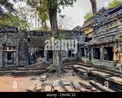 TA Prohm Tempel, ein Mahayana-buddhistisches Kloster, das Ende des 12. Jahrhunderts für den Khmer-König Jayavarman VII. In Kambodscha erbaut wurde. Stockfoto