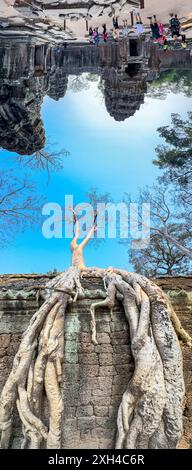 TA Prohm Tempel, ein Mahayana-buddhistisches Kloster, das Ende des 12. Jahrhunderts für den Khmer-König Jayavarman VII. In Kambodscha erbaut wurde. Stockfoto