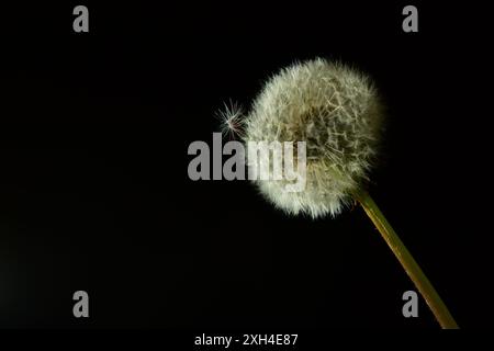 Wunderbares Löwenzahnbild auf schwarzem Hintergrund Stockfoto
