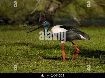 Schwarzhalsstorch ( ephippiorhynchus asiaticus ) Jabiru wirft einen Fisch in ihren Schnabel in Queensland, Australien. Stockfoto