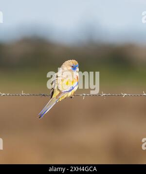 Blauer Haubenpapagei, der auf einem Draht steht, mit einem entblößten Naturhintergrund und Kopierraum. Stockfoto