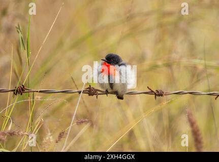Mistletoebird (Dicaeum hirundinaceum), aufgeblasen im kalten Wind, der auf Stacheldraht mit einem entschärften natürlichen Hintergrund ruht. Granitgürtel, Queensland, Au Stockfoto