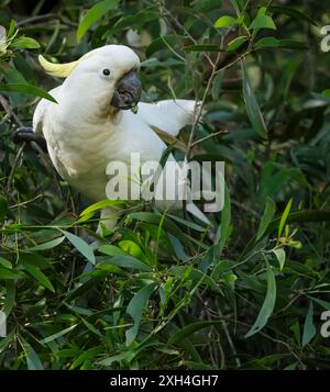 Schwefelkäppchen-Cockatoo (Cacatua galerita), der sich von Wildfrüchten ernährt, die in der Hecke in Queensland, Australien, gefunden werden. Stockfoto