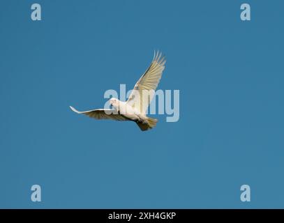 Der kleine corella (Cacatua sanguinea), auch bekannt als der Kurzschnabel corella, der oft in großen Herden zu finden ist, macht während des Fluges viel Lärm. Stockfoto