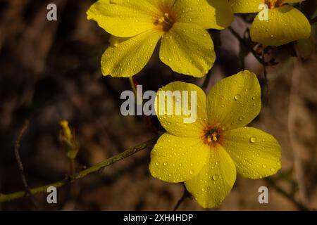 Nahaufnahme einer blühenden gelben Flachsblume (Reinwardtia indica) Wassertropfen auf Blütenblätter am Morgen im Sommer im Wald. Stockfoto