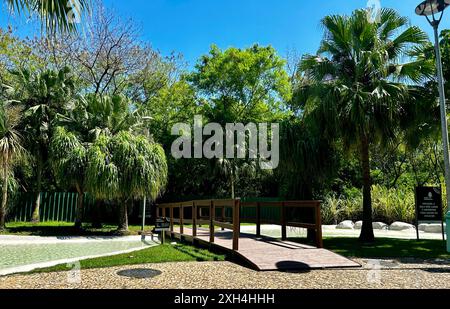 Schöner Garten mit Schlangenpflanzen (Sansevieria trifasciata), natürlich und elegant. In Brasilien ist es als das Schwert des Heiligen Georg bekannt Stockfoto