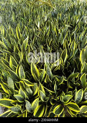 Schöner Garten mit Schlangenpflanzen (Sansevieria trifasciata), natürlich und elegant. In Brasilien ist es als das Schwert des Heiligen Georg bekannt. Stockfoto