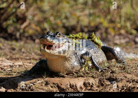 Gefahr lauert am Rande der tropischen Gewässer des brasilianischen Pantanals, während ein wachsamer Kaiman (Caiman crocodilus) geduldig auf eine Mahlzeit wartet. Stockfoto