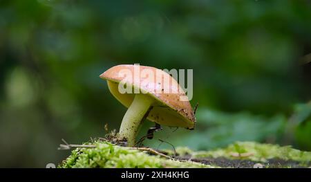 Nahaufnahme des Pilzes Suillus granulatus, auch bekannt als Trauerbolete oder Granulatbolete, wächst in einem üppigen Wald in der Nähe eines Baumstamms. Stockfoto