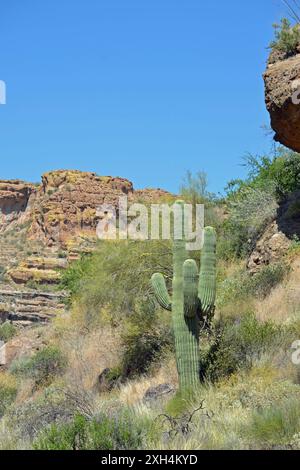 Ein Saguaro-Kakteen mit vier Armen steht auf der Seite eines Berges vor blauem Himmel in Arizona. Stockfoto