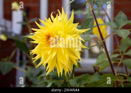 Leuchtend gelbe Dahlien erblühen vor dem Hintergrund eines Backsteingebäudes und der Fenster, die die Schönheit der Natur in einer Wohngegend hervorheben Stockfoto