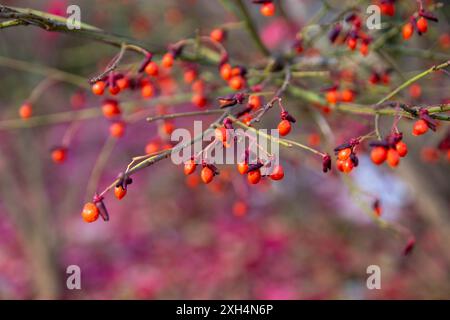 Leuchtende rote Beeren auf schlanken Ästen – rosafarbener Hintergrund mit weichem Fokus – herbstliche Nahaufnahme mit wilden Früchten – Detailaufnahme der Natur. Aufgenommen in Toronto, Kanada. Stockfoto