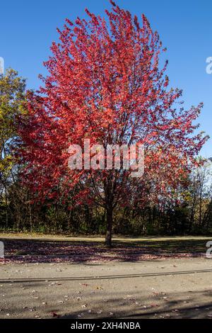 Herbstlicher roter Ahornbaum in vollem Laub vor klarem blauem Himmel - lebhafte Herbstfarben mit verstreuten Blättern auf dem Gehweg - saisonale Veränderungen in n Stockfoto