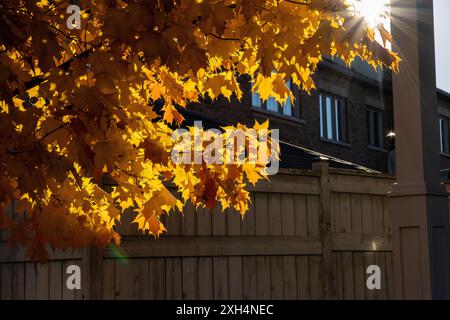 Sonnenlicht wird durch goldgelbe Ahornblätter gefiltert - klarer Himmel Hintergrund - Holzzaun und Backsteingebäude. Aufgenommen in Toronto, Kanada. Stockfoto