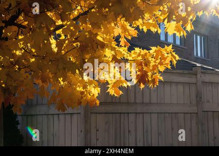 Sonnenlicht wird durch goldgelbe Ahornblätter gefiltert - klarer Himmel Hintergrund - Holzzaun und Backsteingebäude. Aufgenommen in Toronto, Kanada. Stockfoto