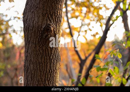 Herbstliche Waldszene - Nahaufnahme der strukturierten Baumrinde - warmes Sonnenlicht, das durch das Laub filtert - ruhige natürliche Umgebung. Aufgenommen in Toronto, Kanada. Stockfoto