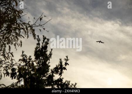 Golden-Hour-Himmel - Silhouette eines Vogels im Flug - eingerahmt von dunklen immergrünen Zweigen, wolkiger Himmel Hintergrund. Aufgenommen in Toronto, Kanada. Stockfoto