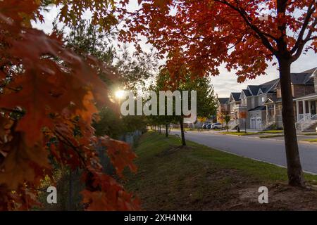 Leuchtend rote Ahornblätter im Vordergrund - Sonnenlicht der goldenen Stunde, das durch Äste filtert - Vorstadtstraße mit modernen Häusern, die in den Hintergrund treten. T Stockfoto