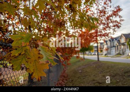 Herbstliche Ahornblätter - leuchtende Orange- und Gelbtöne - verschwommener Wohnhintergrund mit Häusern und einem Zaun. Aufgenommen in Toronto, Kanada. Stockfoto