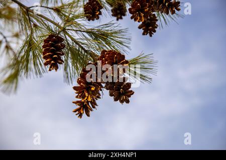 Sonnendurchflutete Tannenzapfen, die von einem Ast gegen blauen Himmel herabhängen - leuchtend braune Häufchen inmitten grüner Nadeln. Aufgenommen in Toronto, Kanada. Stockfoto