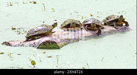 Malerische Schildkröten (Chrysemys picta marginata) stehen auf einem Ast in der Mitte des Sumpfes, Kanada Stockfoto