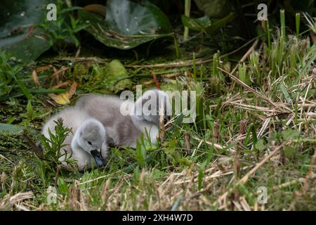 Zwei kleine süße, flauschige Schwanenküken (Cygnus olor) schwimmen in einem Teich zwischen Lilienblättern und Gras. Sie essen Entengras Stockfoto