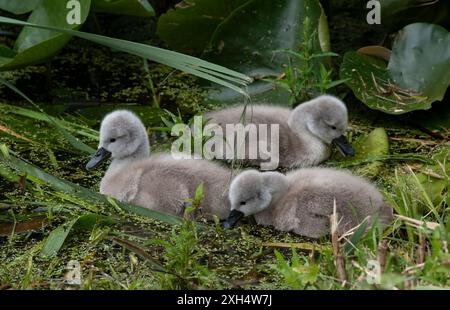 Drei kleine süße, flauschige Schwanenküken (Cygnus olor) schwimmen in einem Teich zwischen Lilienblättern und essen Entengras Stockfoto