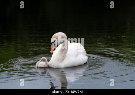 Schwan (Cygnus olor) in einem Teich, ihr Junge schmiegt sich nahe an sie. Sie schaut liebevoll auf das süße, flauschige cygnet. Reflexionen und Kreise Stockfoto