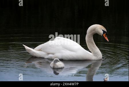 Schwan (Cygnus olor) in einem Teich, ihr Junge schmiegt sich nahe an sie. Sie hat ihr kleines süßes, flauschiges cygnet genau im Auge, es schwimmt in ihrem Spiegelbild Stockfoto